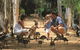 Billabong Sanctuary - thumb 0