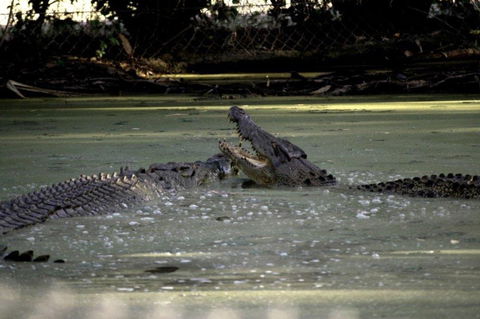 Billabong Sanctuary - Accommodation Bookings 3