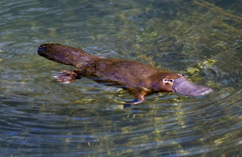 David Fleay Wildlife Park - Accommodation Bookings 4