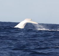 Australian Whale Watching - Accommodation Bookings