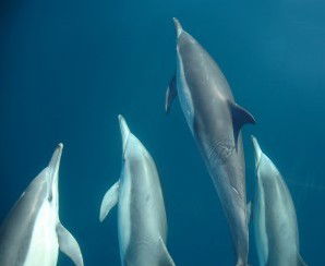 Dolphin Swim Australia - Accommodation Bookings 6