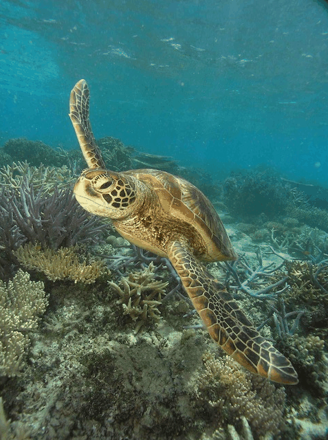 Big Cat Green Island Reef Cruises - Accommodation Bookings 2