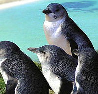 Rockingham Wild Encounters - Accommodation Bookings