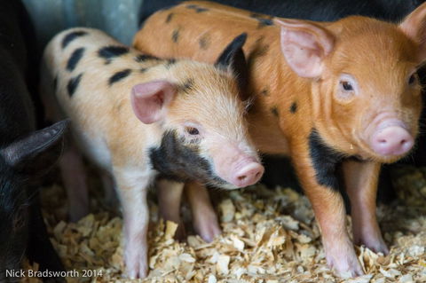 Chesterfield Farm - Accommodation Bookings 4