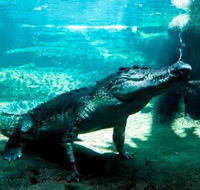 WILD LIFE Sydney Zoo - Accommodation Bookings