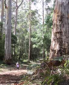 Warren River Loop Walk - Accommodation Bookings 0