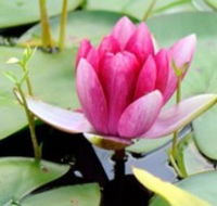 The Lotus Day Spa and Retreat - Accommodation Bookings
