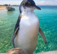 Penguin Island - Accommodation Bookings