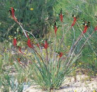 Kalbarri Wildflower Centre - Accommodation Bookings