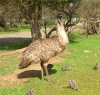 Minlaton Fauna Park - Accommodation Bookings
