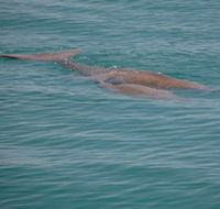 Dugongs - Accommodation Bookings