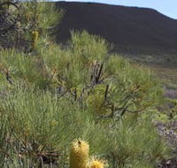 Lesueur Walk Trail Mount Lesueur - Accommodation Bookings