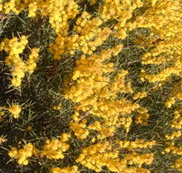Dalwallinu Remnant Bushland - Accommodation Bookings