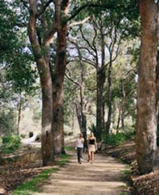 Law Trail And Lotterywest Federation Walkway, Kings Park - Accommodation Bookings 0