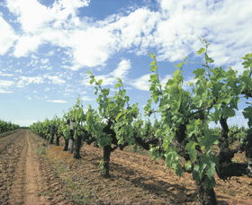 Blackwood Meadery - Accommodation Bookings 0