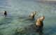 Shoalwater Islands Marine Park - thumb 0