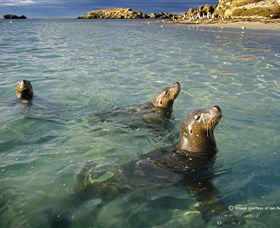 Shoalwater Islands Marine Park - Accommodation Bookings 0