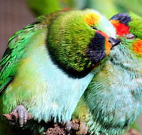 Rainbow Jungle - The Australian Parrot Breeding Centre - Accommodation Bookings