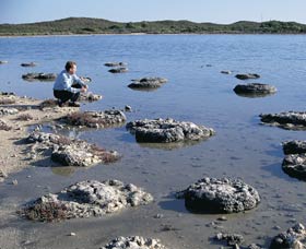 Lake Thetis Stromatolites - Accommodation Bookings 0