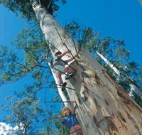 Dave Evans Bicentennial Tree - Accommodation Bookings