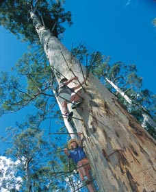 Dave Evans Bicentennial Tree - Accommodation Bookings 0