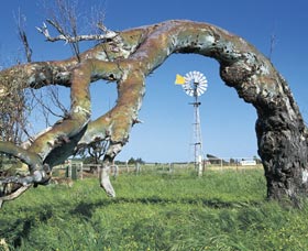 Greenough Leaning Trees - Accommodation Bookings 0