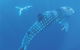 Ningaloo Marine Park - thumb 0