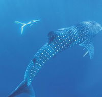 Ningaloo Marine Park - Accommodation Bookings