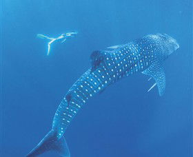 Ningaloo Marine Park - Accommodation Bookings 0