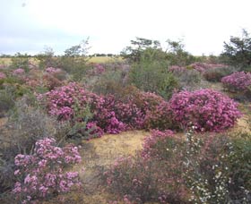 Reynoldson's Flora Reserve - Accommodation Bookings 0