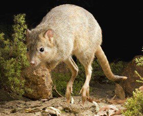 Kanyana Wildlife - Accommodation Bookings 0
