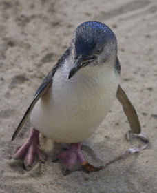 Penguin Island Boardwalks And Walk Trail - Accommodation Bookings 0