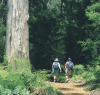 Gloucester Tree - Accommodation Bookings