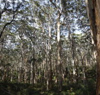 Boranup Karri Forest - Accommodation Bookings
