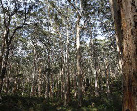 Boranup Karri Forest - Accommodation Bookings 0