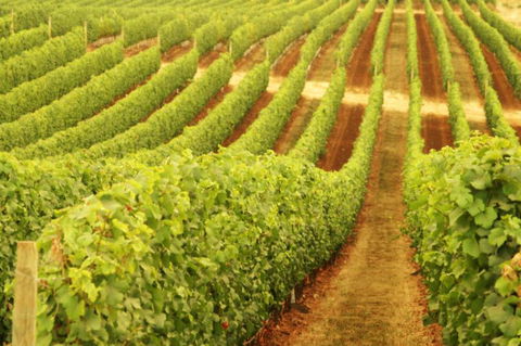 Xanadu Wines - Accommodation Bookings 0