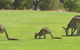 Rockingham Golf Club - thumb 3
