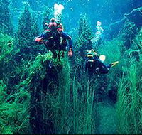 Ewens Ponds Conservation Park - Accommodation Bookings