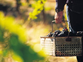 Burge Family Winemakers - Accommodation Bookings 0