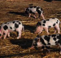Will's Rare Breeds Farm - Accommodation Bookings