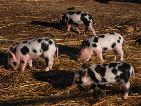 Will's Rare Breeds Farm - Accommodation Bookings 0