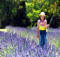 Brayfield Park Lavender Farm - Accommodation Bookings