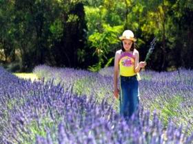 Brayfield Park Lavender Farm - Accommodation Bookings 0
