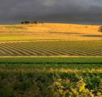 Kellermeister Wines - Accommodation Bookings