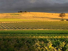 Kellermeister Wines - Accommodation Bookings 0