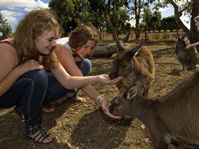Kangaroo Island Wildlife Park - Accommodation Bookings 0
