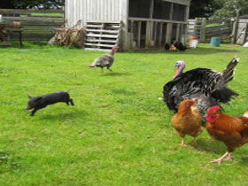 Echo Farm - Accommodation Bookings 0