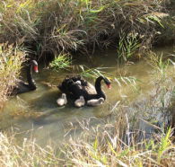 Tamar Island Wetlands Reserve and Interpretation Centre - Accommodation Bookings