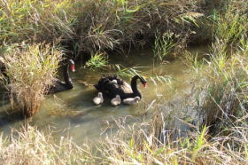 Tamar Island Wetlands Reserve And Interpretation Centre - Accommodation Bookings 0