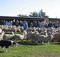 Curringa Farm - Accommodation and Farm Tours - Accommodation Bookings